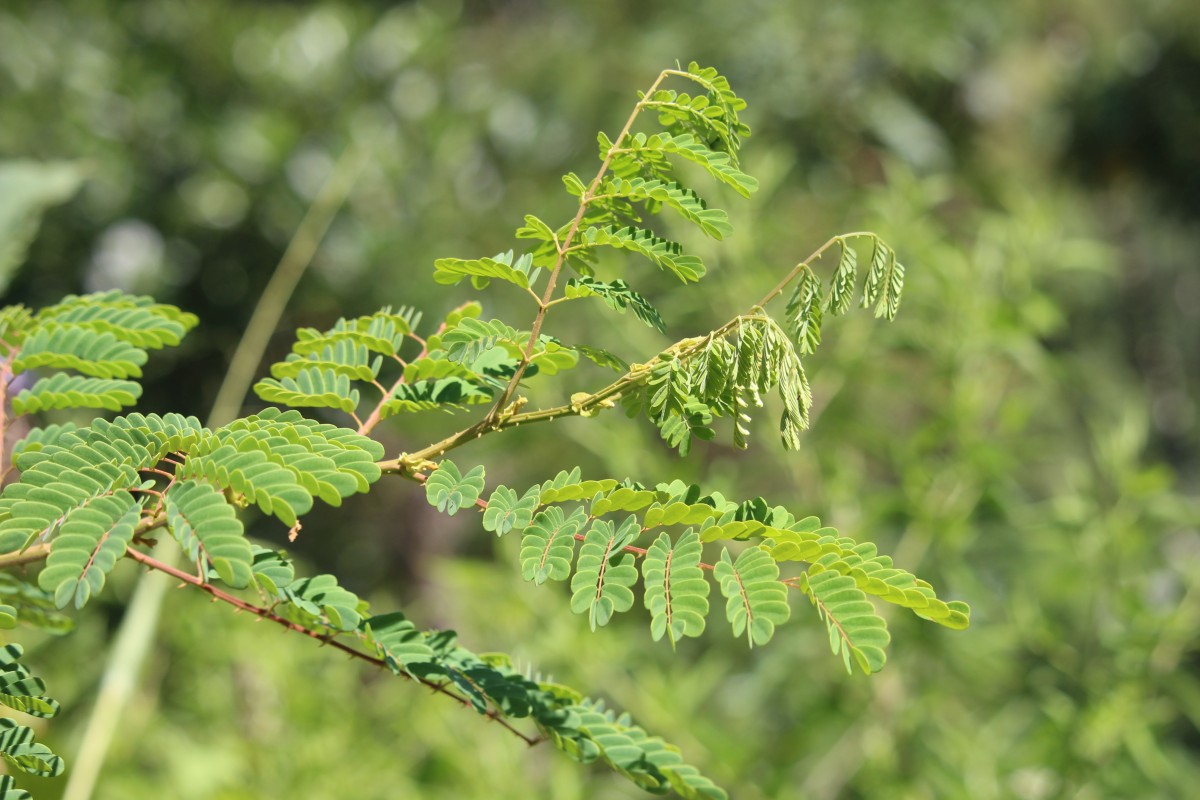 Biancaea decapetala (Roth) O.Deg.